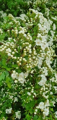 Crataegus monogyna