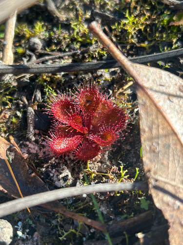 scented sundew