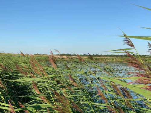 common reed