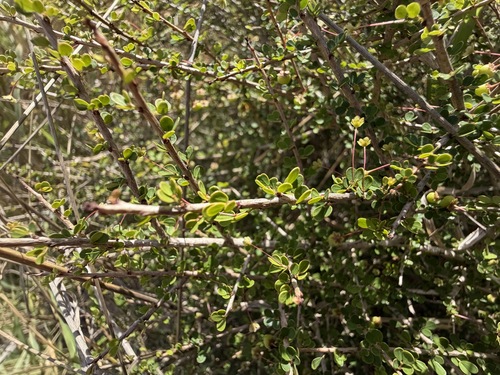 Phyllanthus microcladus, 2026-07-20