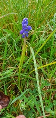 Muscari