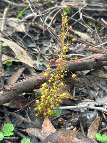 Climbing Sundew