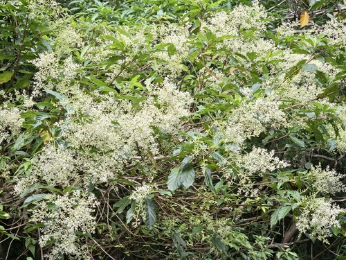 Wendlandia formosana