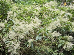 Wendlandia formosana
