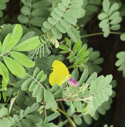 Common Grass Yellow