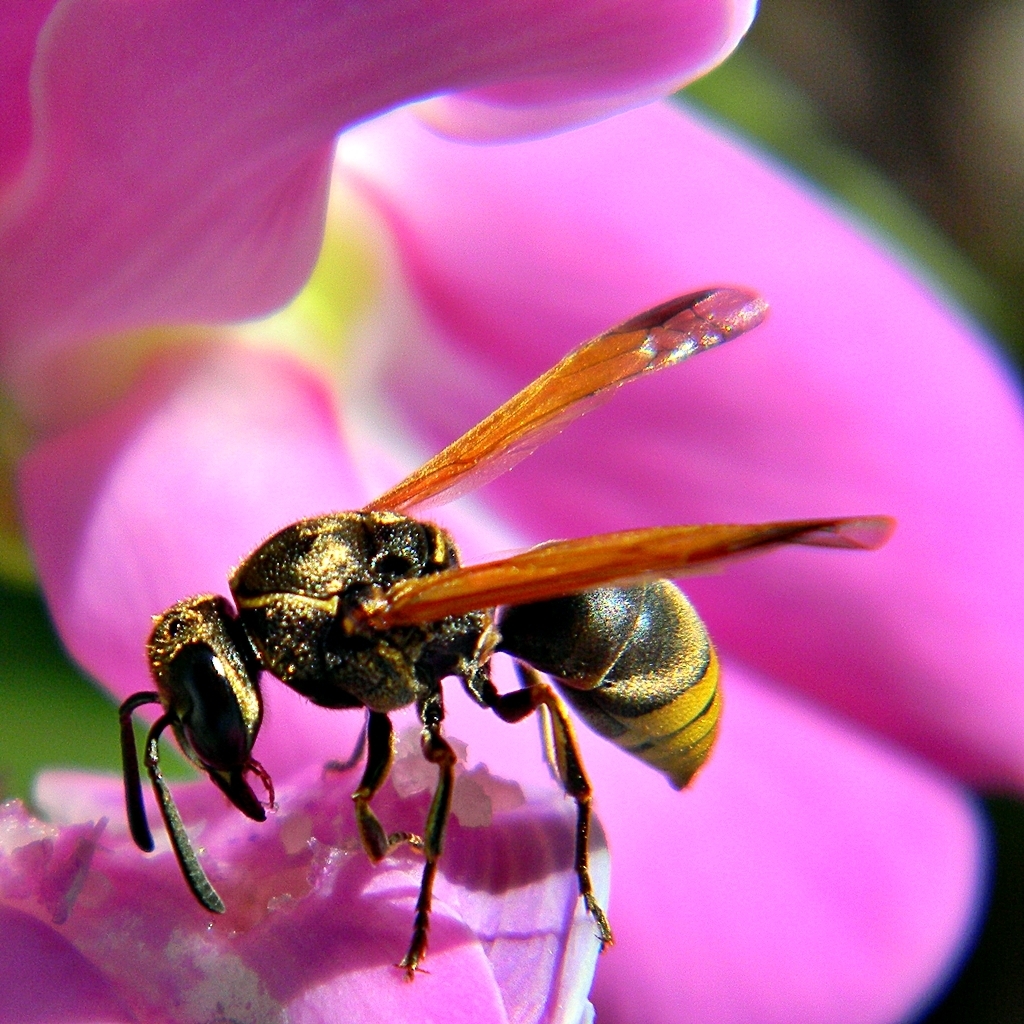 Keyhole Wasp