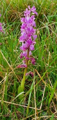 Orchis mascula
