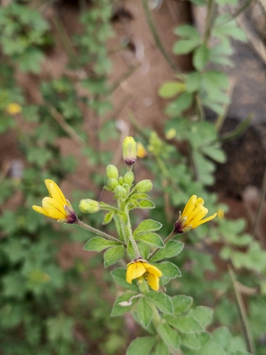Asian Spiderflower
