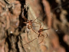 Theridion zantholabio