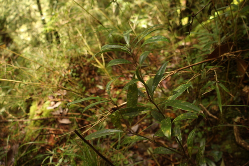 Sarcococca, 2026-07-18