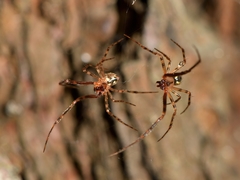 Theridion zantholabio