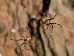 Theridion zantholabio