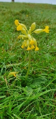 Primula veris