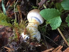 Cortinarius caesiifolius