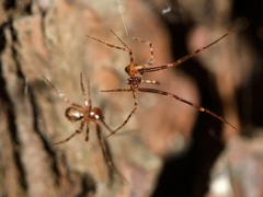 Theridion zantholabio
