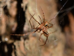 Theridion zantholabio