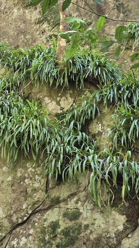 Liparis reflexa, photograph 6
