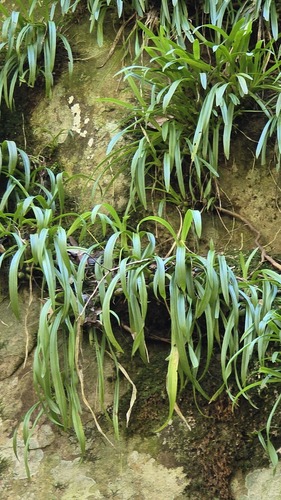 Liparis reflexa, photograph 5