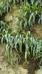 Liparis reflexa, photograph (c) Petra Holland, some rights reserved (CC BY)