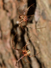 Theridion zantholabio