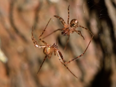 Theridion zantholabio