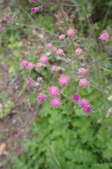 Senecio purpureus