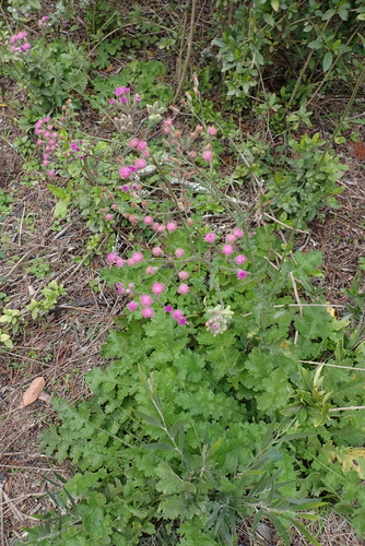 Senecio purpureus, photograph 2