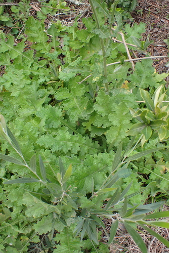 Senecio purpureus, photograph 3