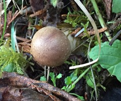 Cortinarius caesiifolius
