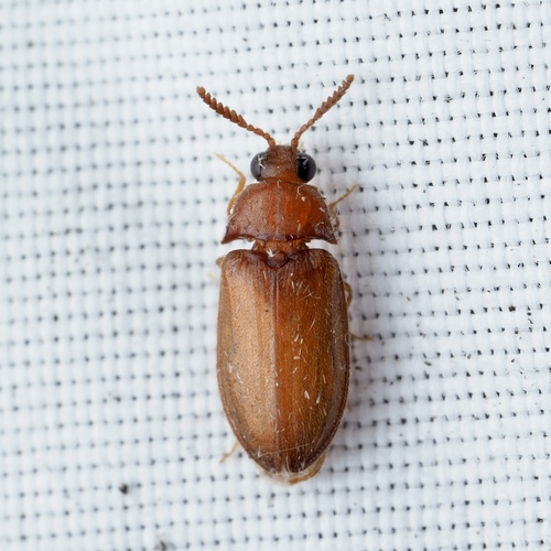 Texas Beetle