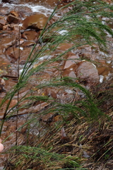 Restio paniculatus