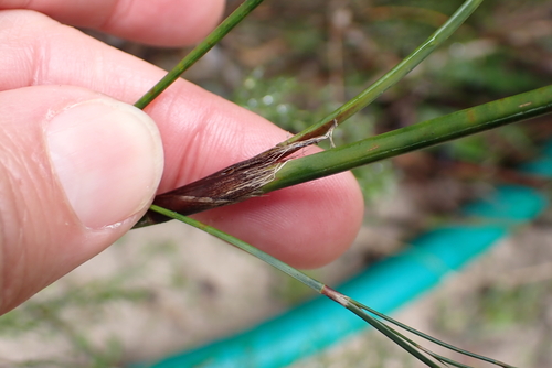 Restio paniculatus, photograph 3