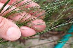 Restio paniculatus, photograph (c) Karen Eichholz, some rights reserved (CC BY)