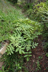 Kalanchoe prolifera
