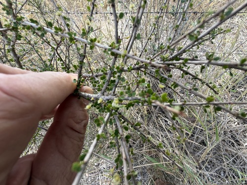 Phyllanthus microcladus, 2026-07-20