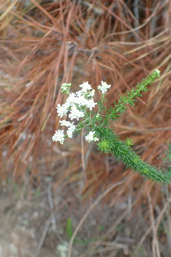 Selago corymbosa, photograph 4