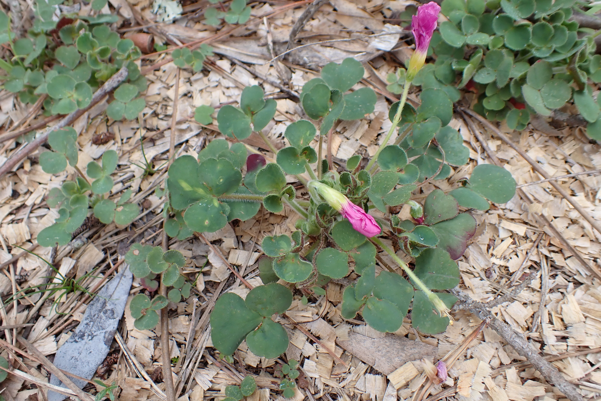 Oxalis imbricata Eckl. & Zeyh.