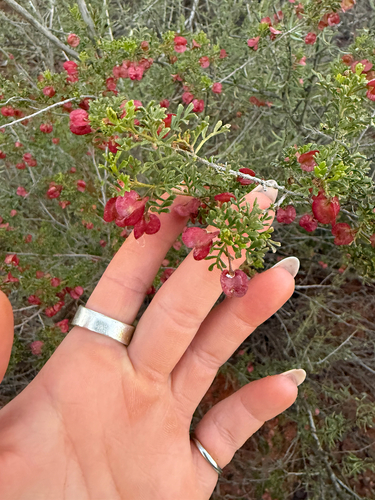 Dodonaea adenophora