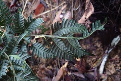 Pteris grevilleana, photograph (c) 如此甚好, some rights reserved (CC BY)