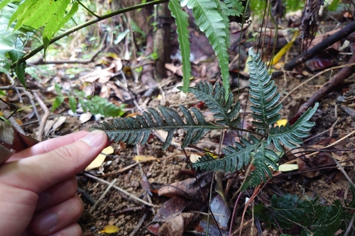 Pteris grevilleana, photograph 3