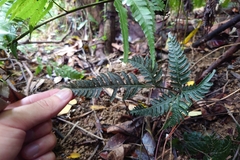 Pteris grevilleana, photograph (c) 如此甚好, some rights reserved (CC BY)