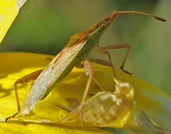 Harmostes reflexulus