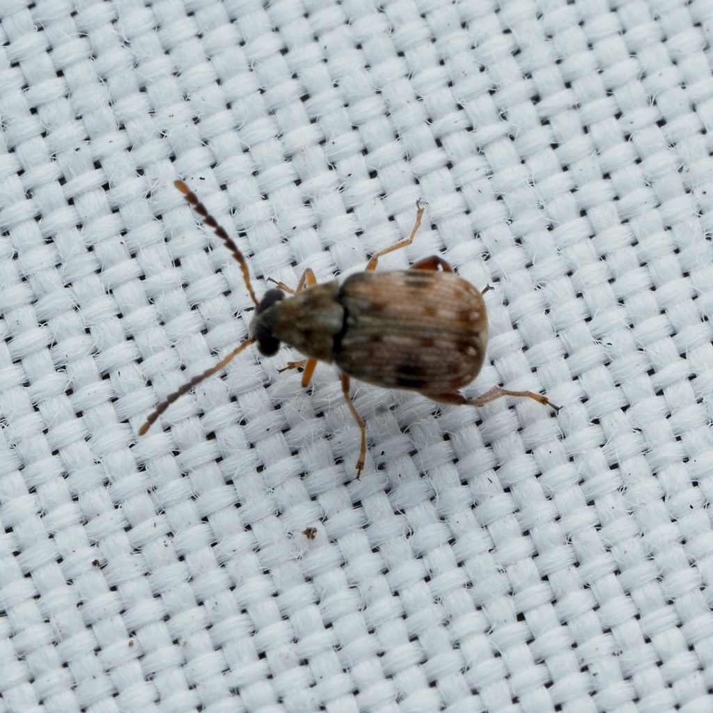 Acanthoscelides bisignatus