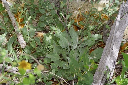 White Bladderpod