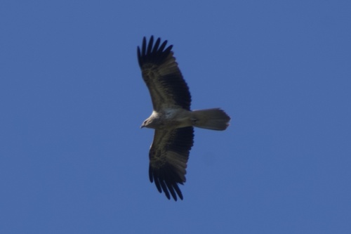 Whistling Kite