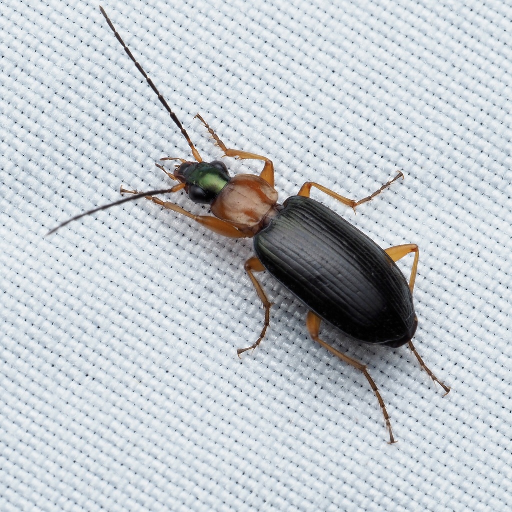 Agonum decorum