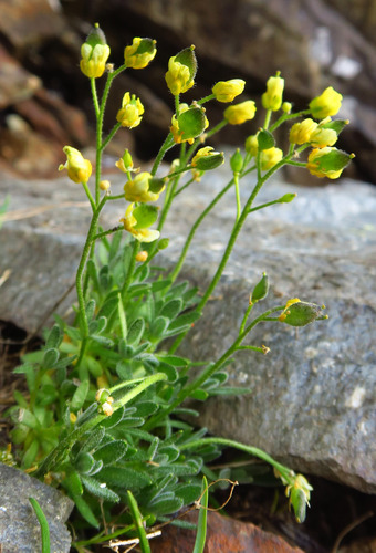 Draba incerta observed 2026-07-15
