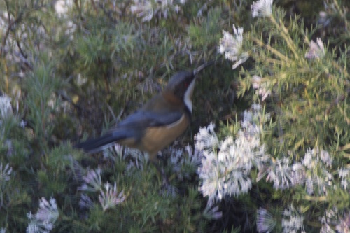 Eastern Spinebill
