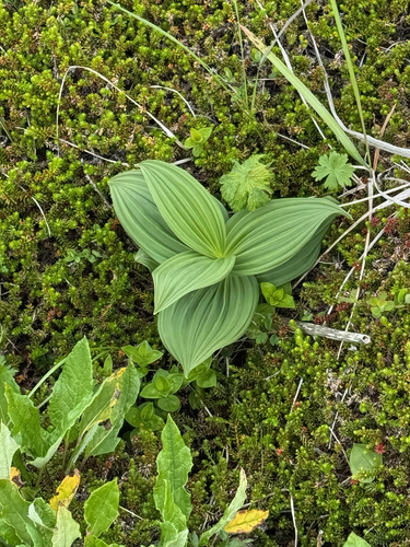 Veratrum oxysepalum, photograph 3