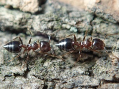 Crematogaster matsumurai